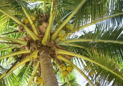 coconut palm trees