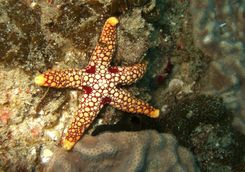 starfish