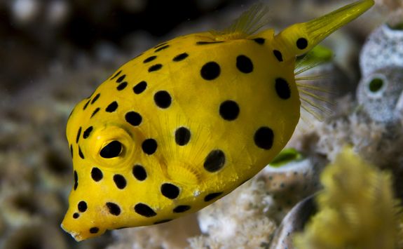 Yellow Boxfish Mozambique