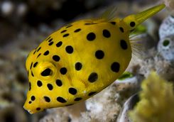 Yellow Boxfish Mozambique