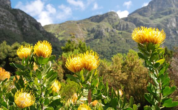 kirstenbosch botanical gardens
