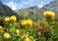 kirstenbosch botanical gardens