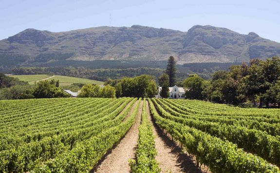 Cape winelands
