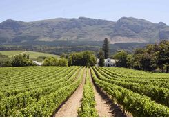 Cape winelands