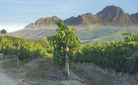 South Africa winelands