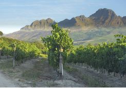 South Africa winelands
