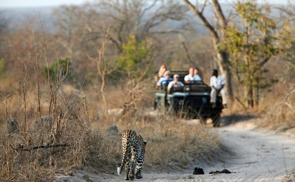 leapord game viewing in Sabi Sands Game Reserve