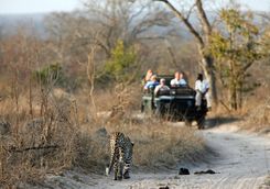 leapord game viewing in Sabi Sands Game Reserve