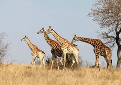Giraffe game viewing