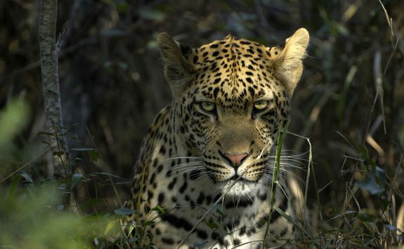 Leapord in Sabi Sands Game Reserve South Africa