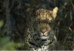 Leapord in Sabi Sands Game Reserve South Africa