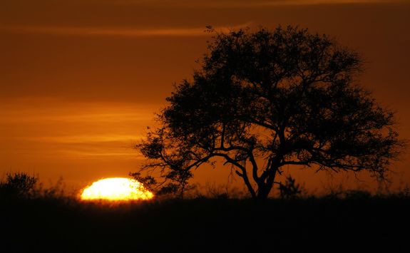 Sunrise on safari