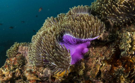 Benguerra reef diving