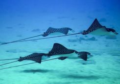 spotted eagle rays