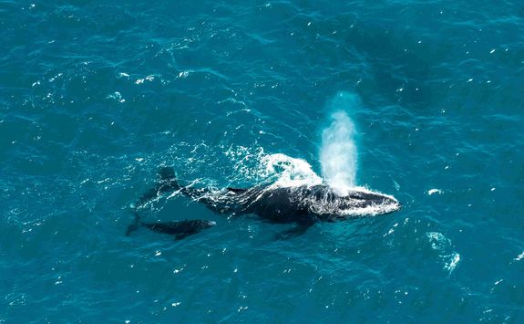 humpback whale and calf Mozambique channel