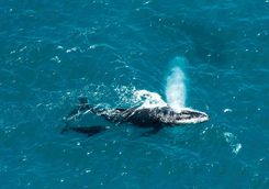 humpback whale and calf Mozambique channel