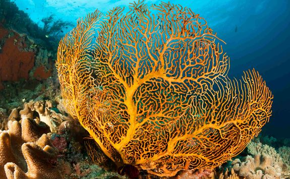 Gorgonion sea fan 
