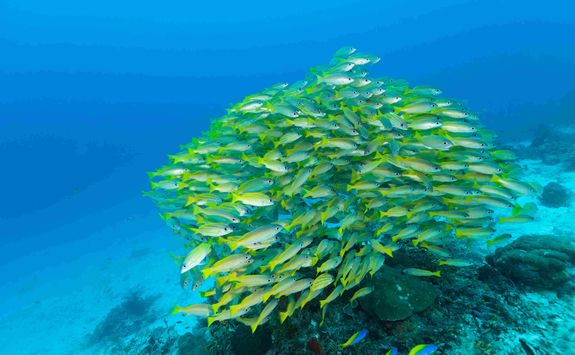 school of snappers scuba diving raja ampat