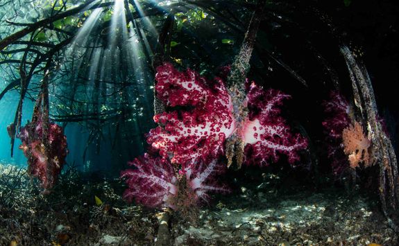 soft corals Indonesia