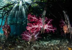 soft corals Indonesia