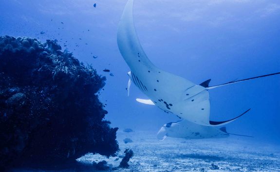 manta ray raja ampat