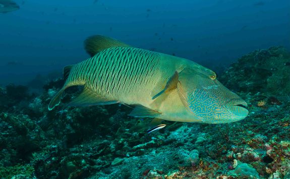 napoleon wrasse