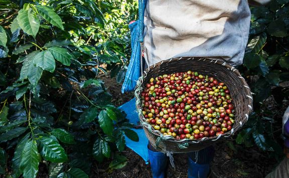 coffee plantation in Java