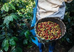 coffee plantation in Java
