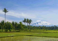 Rice Paddies Java