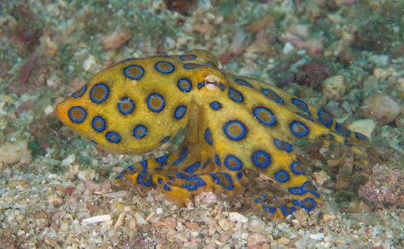 blue ringed octopus