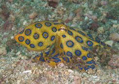 blue ringed octopus
