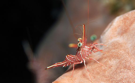 Harlequin shrimp diving