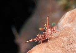 Harlequin shrimp diving