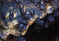 bat cave