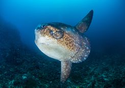 Ocean sunfish