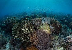 coral reef diving indonesia