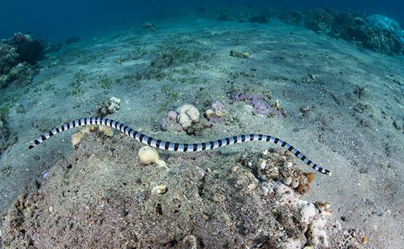 banded sea snake