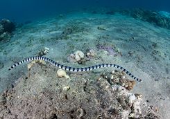 banded sea snake
