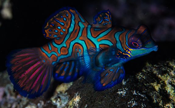 mandarin fish on coral reef
