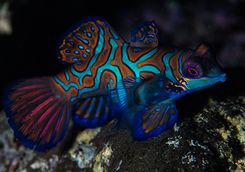 mandarin fish on coral reef