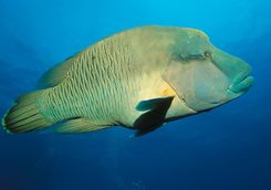 napoleon wrasse