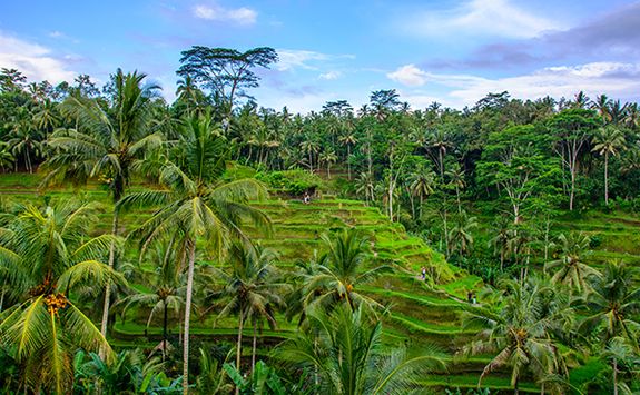 Rice terraces