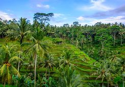 Rice terraces