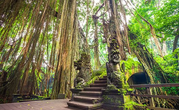 Monkey sanctuary Ubud