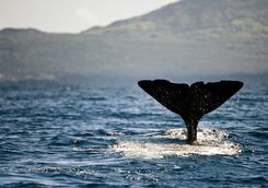 Whale watching in the Azores