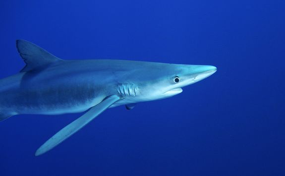 blue shark