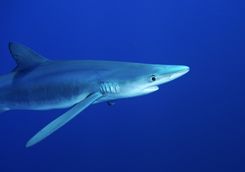blue shark