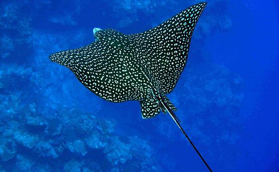 spotted eagle ray
