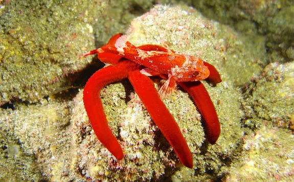 red scorpion fish reef