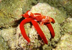 red scorpion fish reef